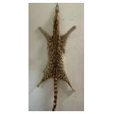 ETS023 - African Genet Pelt Wall Mount