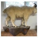 ETS026 - Full-Body Life-Size Rocky Mountain Goat Mount