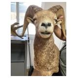 ETS028 - Rocky Mountain Bighorn Sheep 