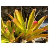 ETS041 - Sun-Gold Bromeliads 