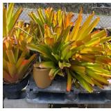 ETS044 - Sun Gold Bromeliads 