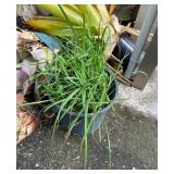 ETS045 - Sun Gold Bromeliads & Chives 