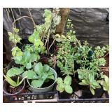 MMC137 Thirty Potted Plants