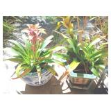KKS142 Two Bromeliad Plants In Decorative Porcelain Pots