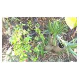 KKS147 Aloe Plant & Hanging Plant