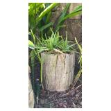 KKS148- Tree Trunk Planter With Aloe Plant & Garden Trellis Bar