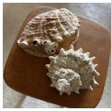MMS080-Pair of Sea Shells