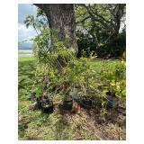 BKB213 - Assortment of Potted Plants