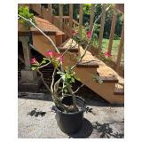BKB214 - Desert Rose
