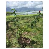 BKB215 - Red Button Ginger Plant