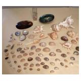 MCJ010 Various Beautiful Sea Shells