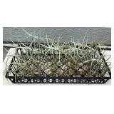 MCJ154 Twelve Tillandsia Air Plants 