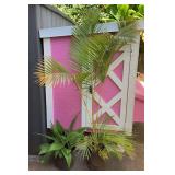 MCJ155 Palm Plant & Another Plant 