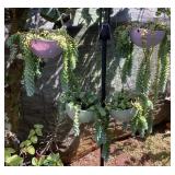 MCJ156 Four Hanging Planters Of Donkey Tail Succulents 