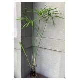 MCJ158 Papyrus Water Pond Plant In Glass Vase