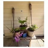 FHM013 - Outdoor Orchid Lot