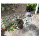 FHM014 - Beautiful Pair Of Plants & Plant Stand