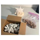 FHM029 - Collection of Vintage Natural Marine Specimen Collection Shells & Corals