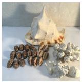 FHM060 - Conch shell And Assortment Of Cowrie Shells 