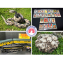 Hit a Home Run with Bloomington Estate Sale 2 of 2 Lionel Trains, Sports Cards, Geodes, Tools and Mo