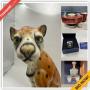 Hatboro Estate Sale Online Auction - Jacksonville Road