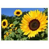 Farm Liquidation Auction