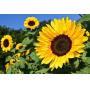 Farm Liquidation Auction