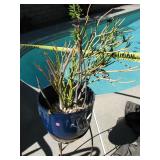 Plant 7.50 Plant 7.50