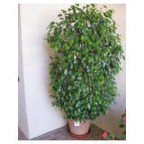 2 Benjamin Ficus $25 ea.