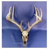 Deer Skull With Antlers 