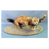 Taxidermy Mongoose On Habitat Base 