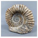 White Ammonite Fossil, Cretaceous Age, c. 90 Million Years Old, Found In Agadir, Morocco, 5' Tall x White Ammonite Fossil, Cretaceous Age, c. 90 Million Years Old, Found In Agadir, Morocco, 5' Tall x