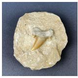 Otodus Shark Tooth On Rock, 3.25' x 3' Otodus Shark Tooth On Rock, 3.25' x 3'