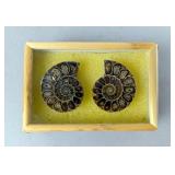 Polished Ammonite Fossils In Display Case, Jewelry Grade Polished Ammonite Fossils In Display Case, Jewelry Grade