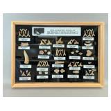 Morocco Phosphate Mines Fish And Reptile Fossils, In Wood And Glass Display Box Morocco Phosphate Mines Fish And Reptile Fossils, In Wood And Glass Display Box