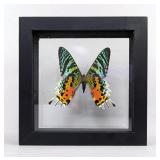 Urania Ripheus Butterfly Display, 5.75' x 5.75' Urania Ripheus Butterfly Display, 5.75' x 5.75'