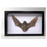 Pipistrellus Javanicus Bat Display, 10.5' x 6.75' Pipistrellus Javanicus Bat Display, 10.5' x 6.75'