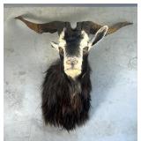 Black Catalina Goat Taxidermy Shoulder Mount Black Catalina Goat Taxidermy Shoulder Mount