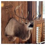 0-Point Elk Shoulder Mount Taxidermy 0-Point Elk Shoulder Mount Taxidermy