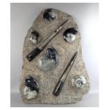 Large Orthoceras Fossil Plate, 26.5" x 19.5"