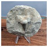 Otodus Shark Tooth On Rock, 3.25" x 3.25" 