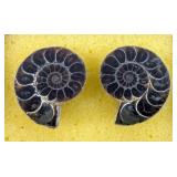 Polished Ammonite Fossils, Qty. 2, In Display Case, Jewelry Grade 