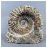 White Ammonite Fossil, Cretaceous Age, c. 90 Million Years Old, Found In Agadir, Morocco, 5" Tall x 