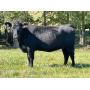 ONLINE CATTLE AUCTION - REGISTERED ANGUS FEMALES FROM THE UNIVERSITY OF TN