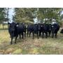 80+ ANGUS CATTLE FROM THE UNIV. of TN - SELLING AT ONLINE AUCTION
