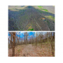55 Ac WOODED TRACT - SELLING at ONLINE ABSOLUTE AUCTION