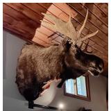 Rare Taxidermy - Moose