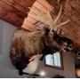 Newyago Estate Sale Including Rare Taxidermy