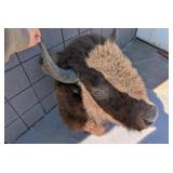Taxidermy Collection - Bison