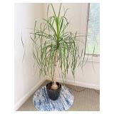Ponytail Palm 66" tall